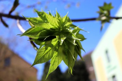 Kalopanax pictus, septemblobus - kalopanax pestrý - listy jaro
